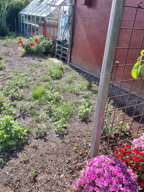 Hjælpe til ukrudt på terrassen og have