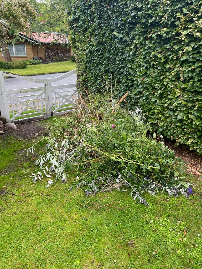 Fælde mindre træ og køre haveaffald bort