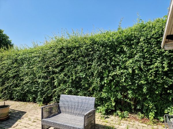 Tjørnehæk klipning og bortskaffelse