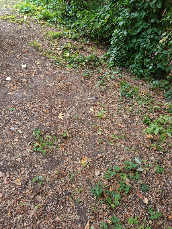 Fjernet ukrudt og kørt haveaffald væk