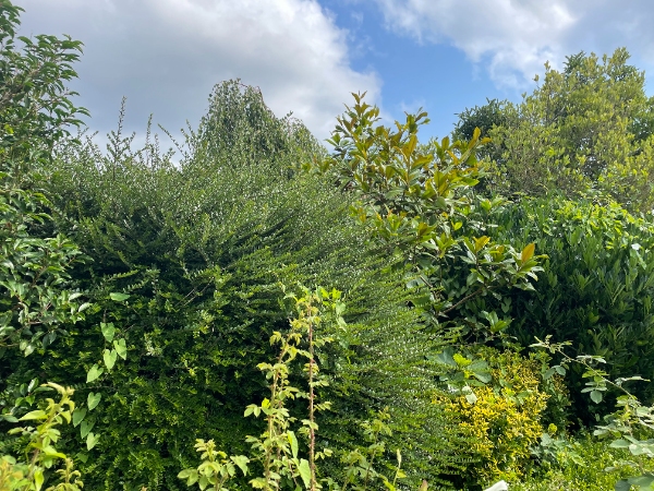 Klipning af hæk og fjernelse af ukrudt ved fliser og bede
