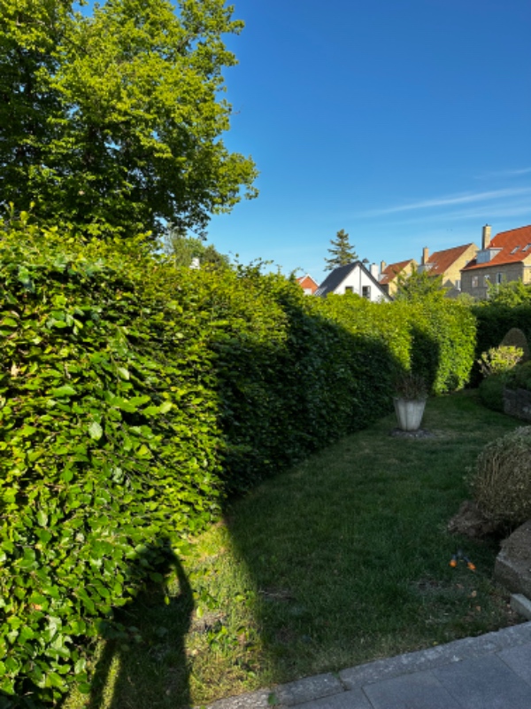 Beskæring af stor hæk