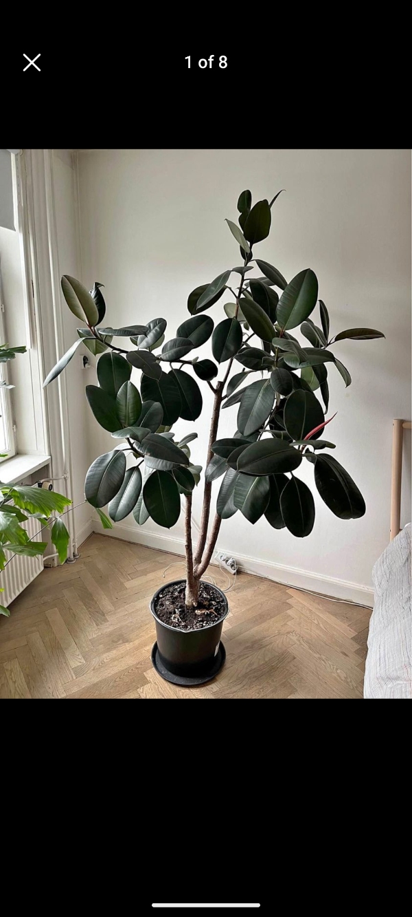 Transport af en 2 meter høje plante fra Nyhavn til Carlsberg Byen