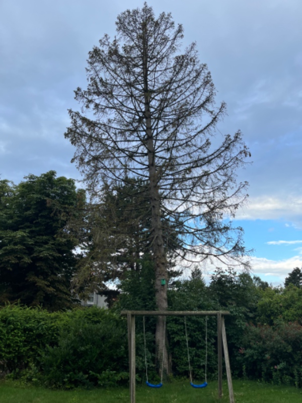 Topfældning af fyrretræ, der er gået ud