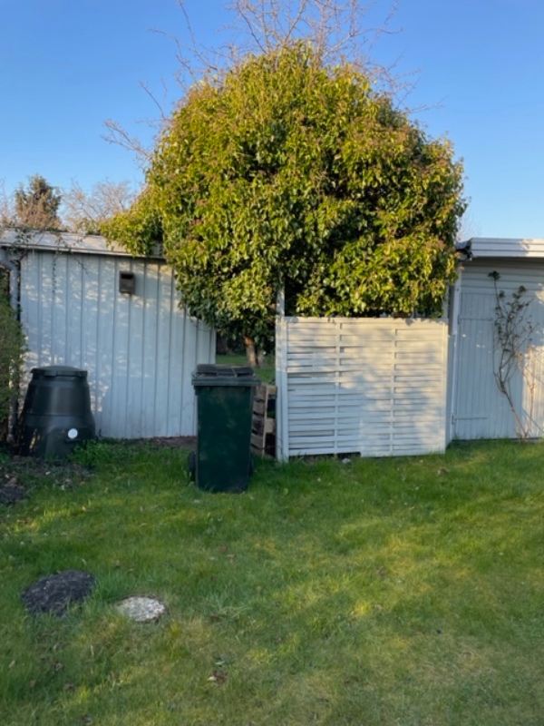 Fældning og bortskaffelse af træ