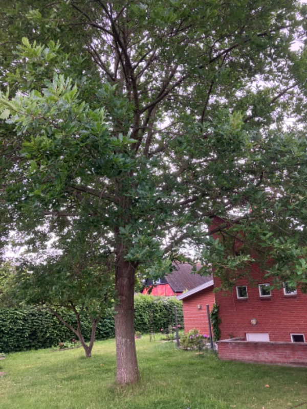 Fældning af egetræ og stubfræsning