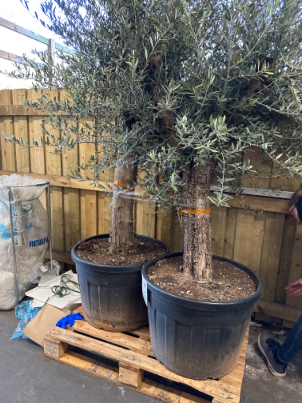 Kort transport af 2 oliventræer