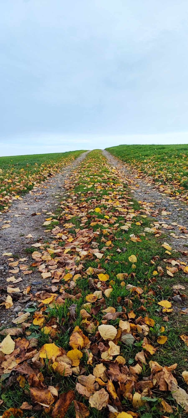 Opfyldning og tilretning af 320 meter grusvej