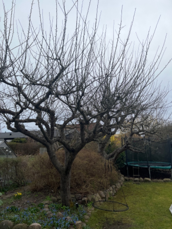 Beskæring af to æbletræer