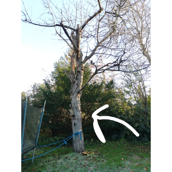 Fældning af syv træer