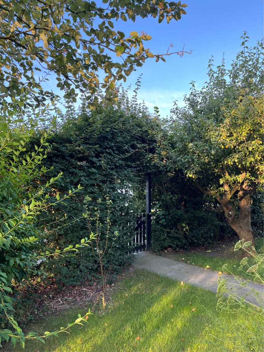 Klipning af hæk og græsplæne.