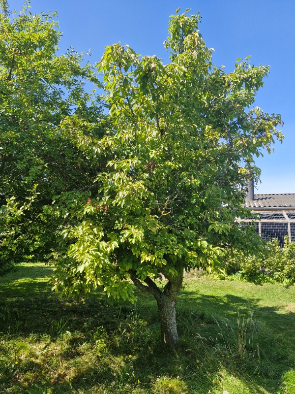 beskæring af buske, bortkørsel. installation af kanttråd og guidekabel til robotplæneklipper på sommerhusgrund på Bogø