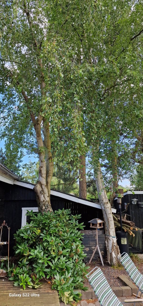 Fældning af 2 birketræer