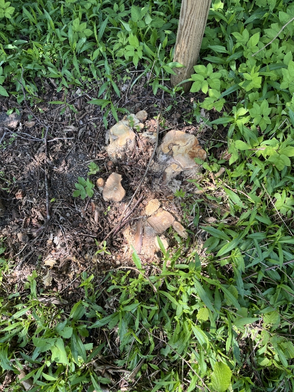 Stubfræsning - hurtig opgave