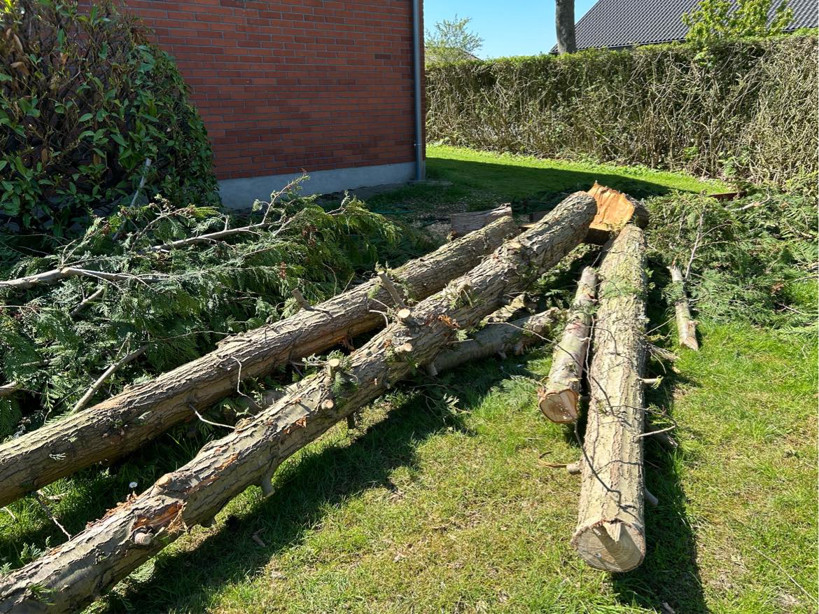 Bortskaffelse af fældet træ