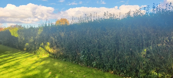 Hækkeklipning og bortkørsel af affald