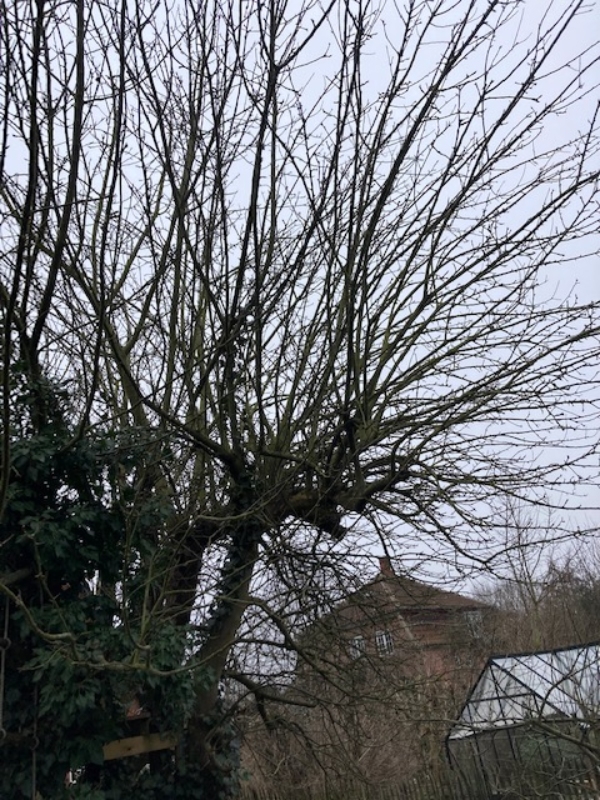 beskæring af gammelt æbletræ