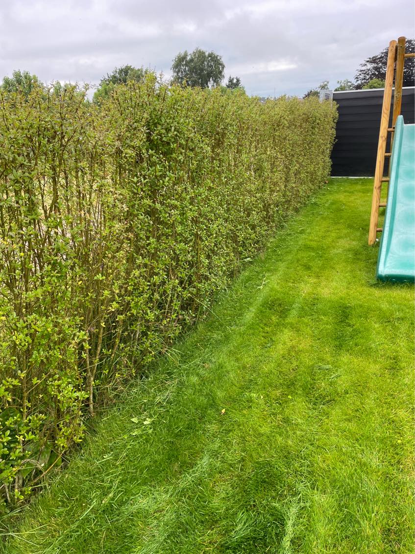 Fjernelse af ukrudt og flis