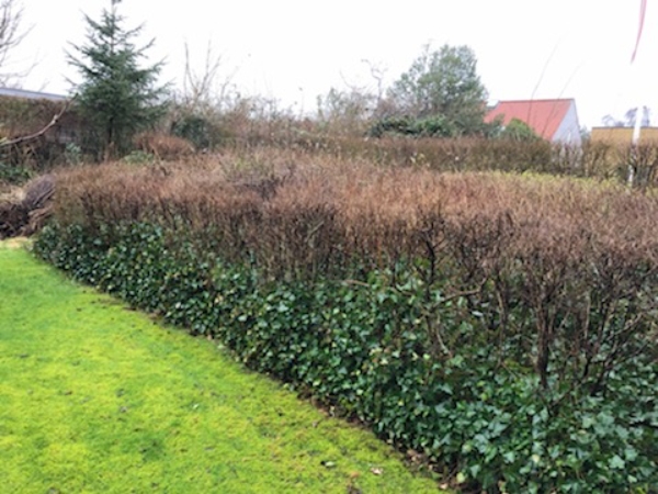 Fjernelse og beskæring af vegetation