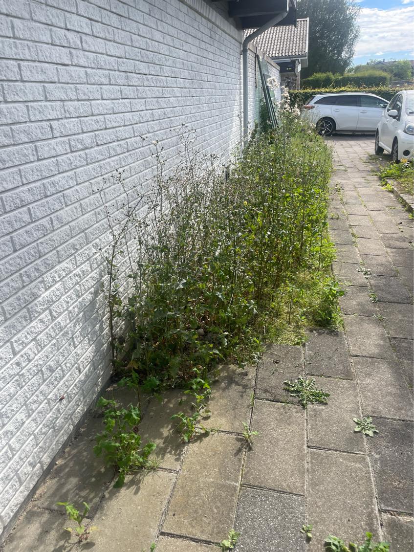 Vedligeholde forhave