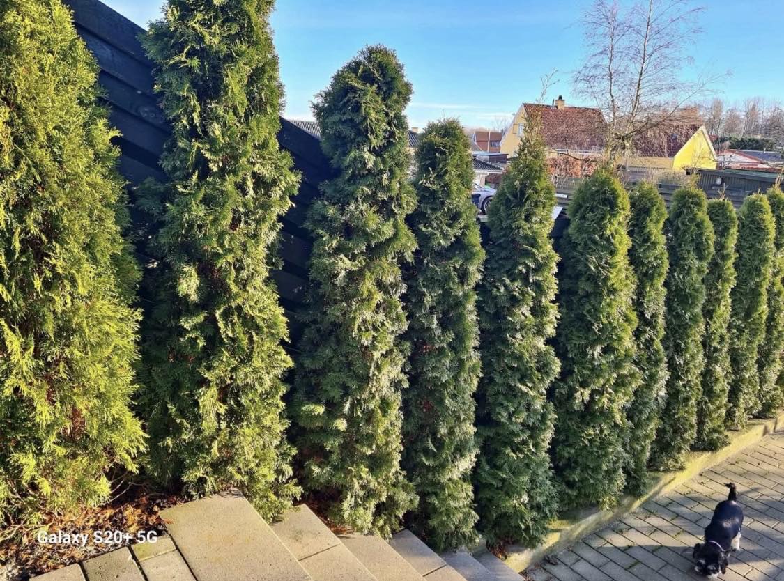 Opgravning, flytning og plantning af hæk