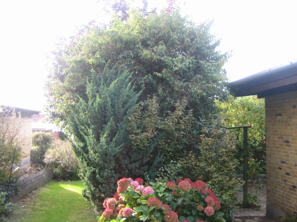 Beskærong af buske omkriing min terrasse ca. 10 meter