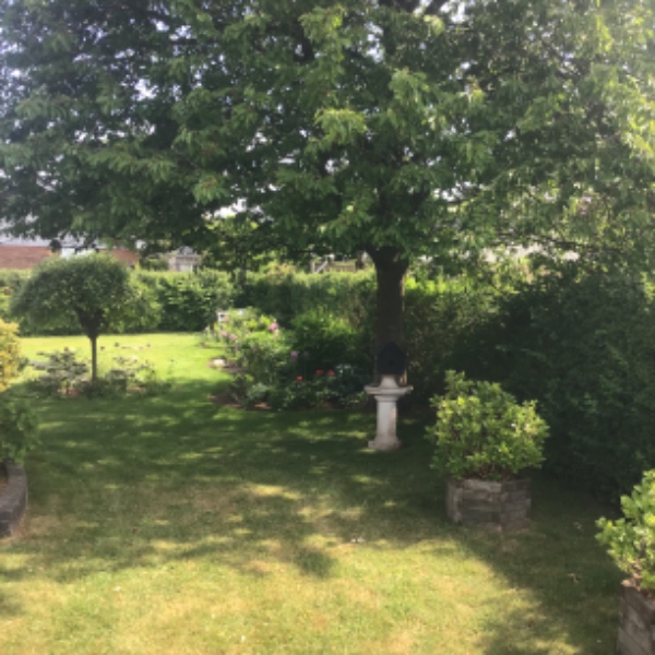 Beskæring af kirsebærtræ