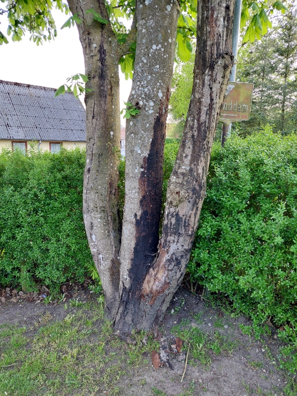 Fældning og stubfræsning af træ