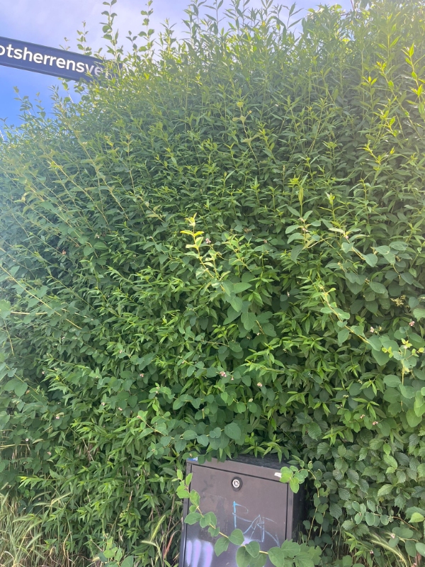 Klipping af hæk og fjernelse