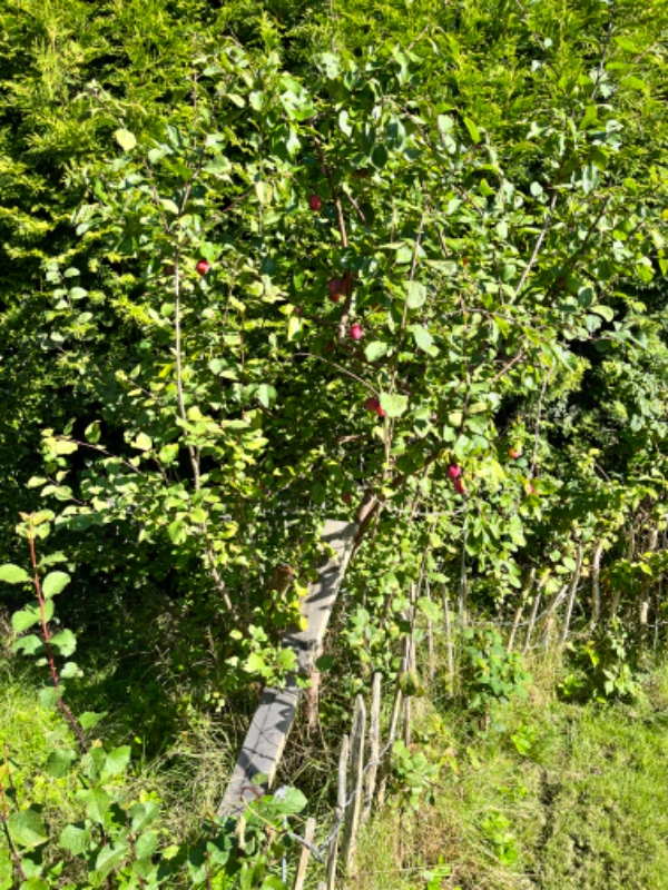 Beskæring af 3 frugttræer