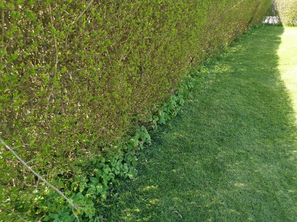 At fjerne ukrudt ved hækkene.