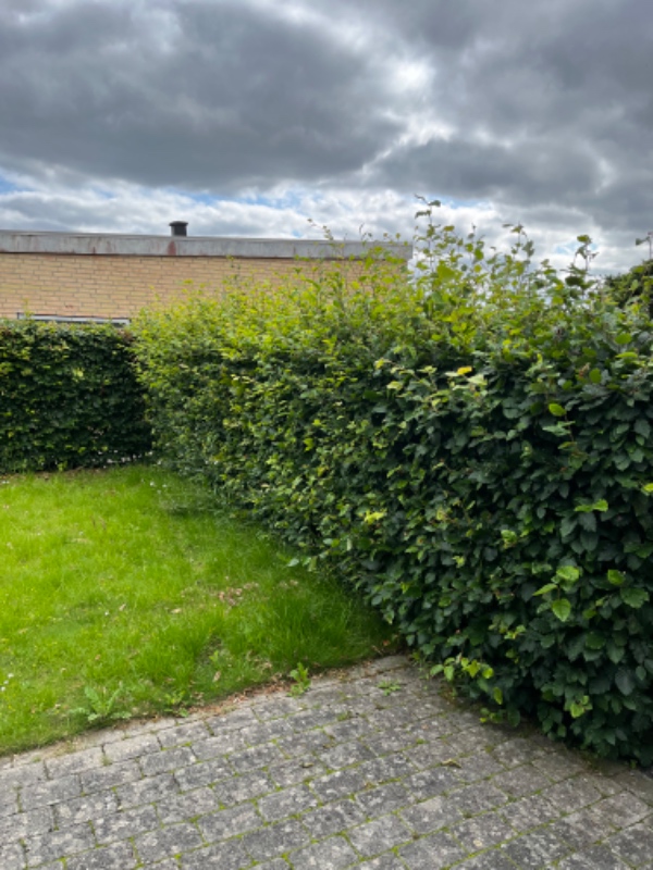 Græs slåning og klippe hæk