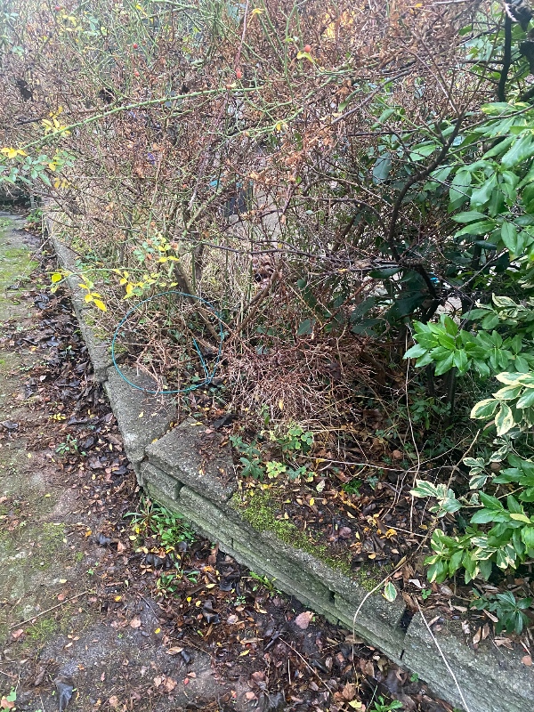 Fjernelse af tornebusk