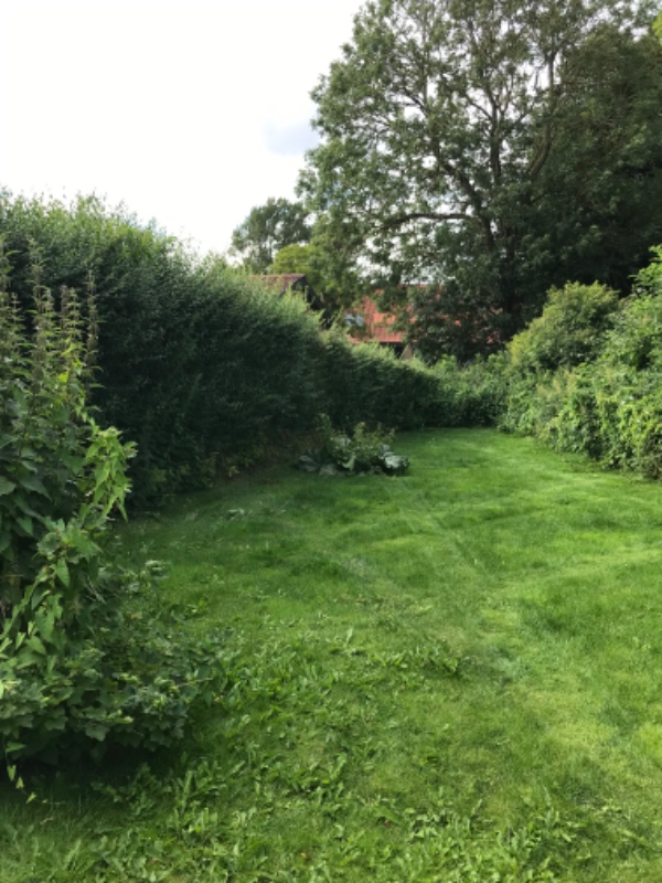 Klipning af ligusterhæk