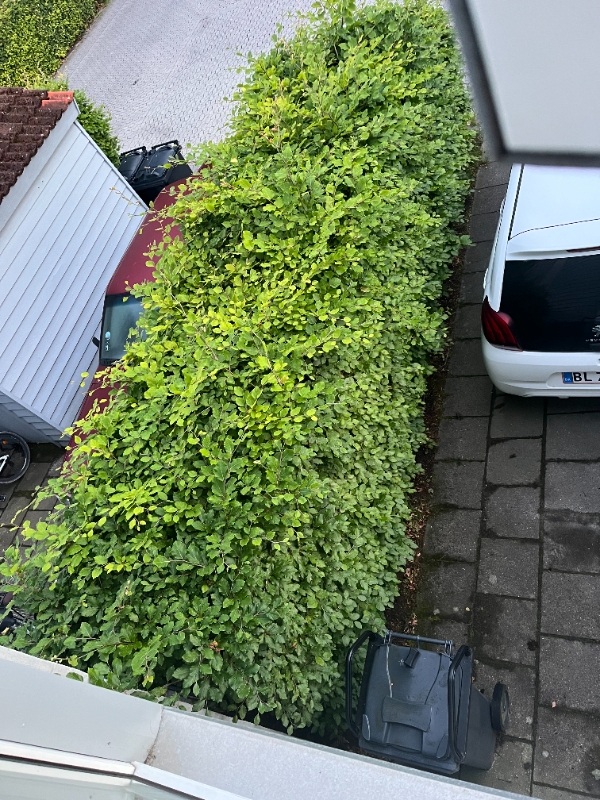 Klipning af hæk og småopgaver