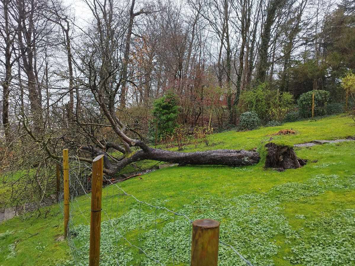 Opskæres og kløve væltet æbletræ