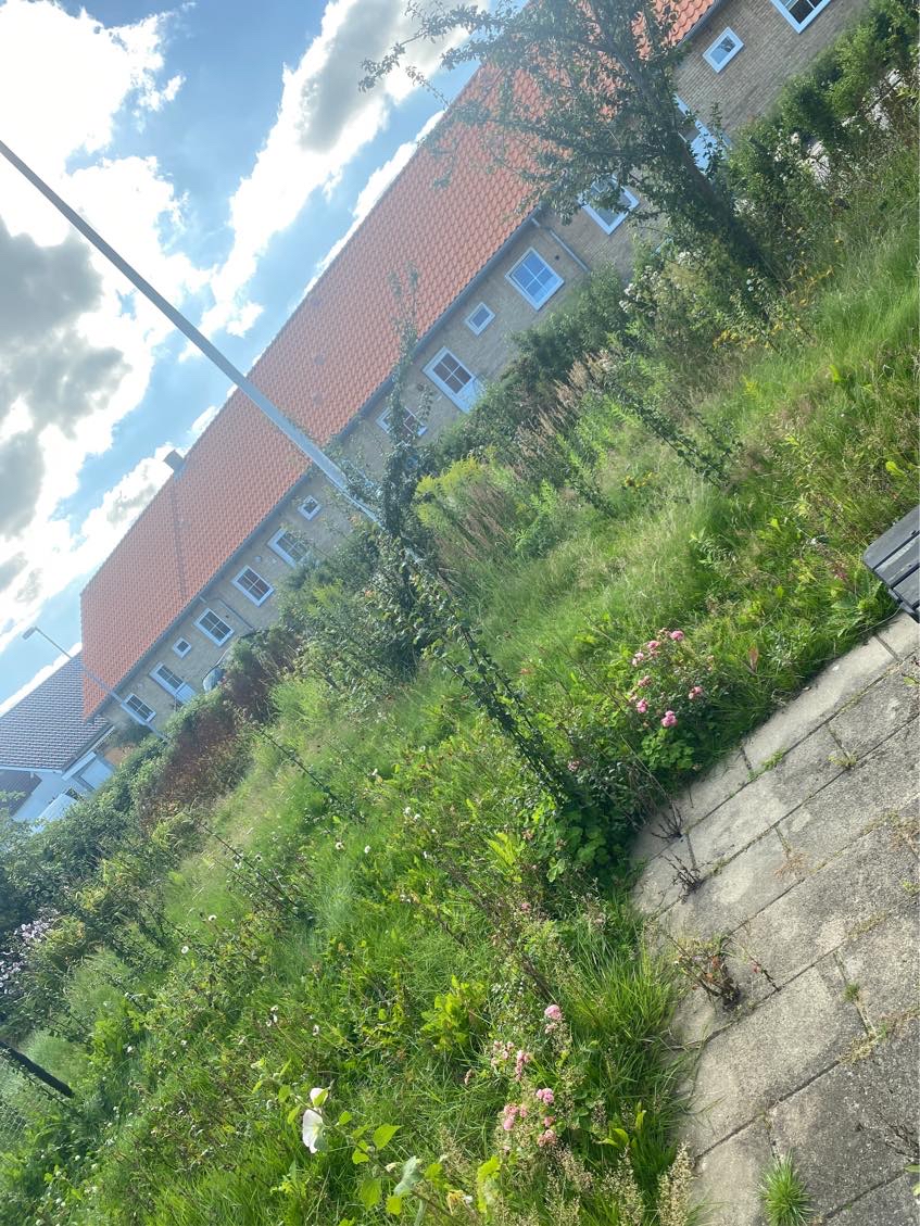 Søger efter en havemand til noget havearbejde i Sønderborg