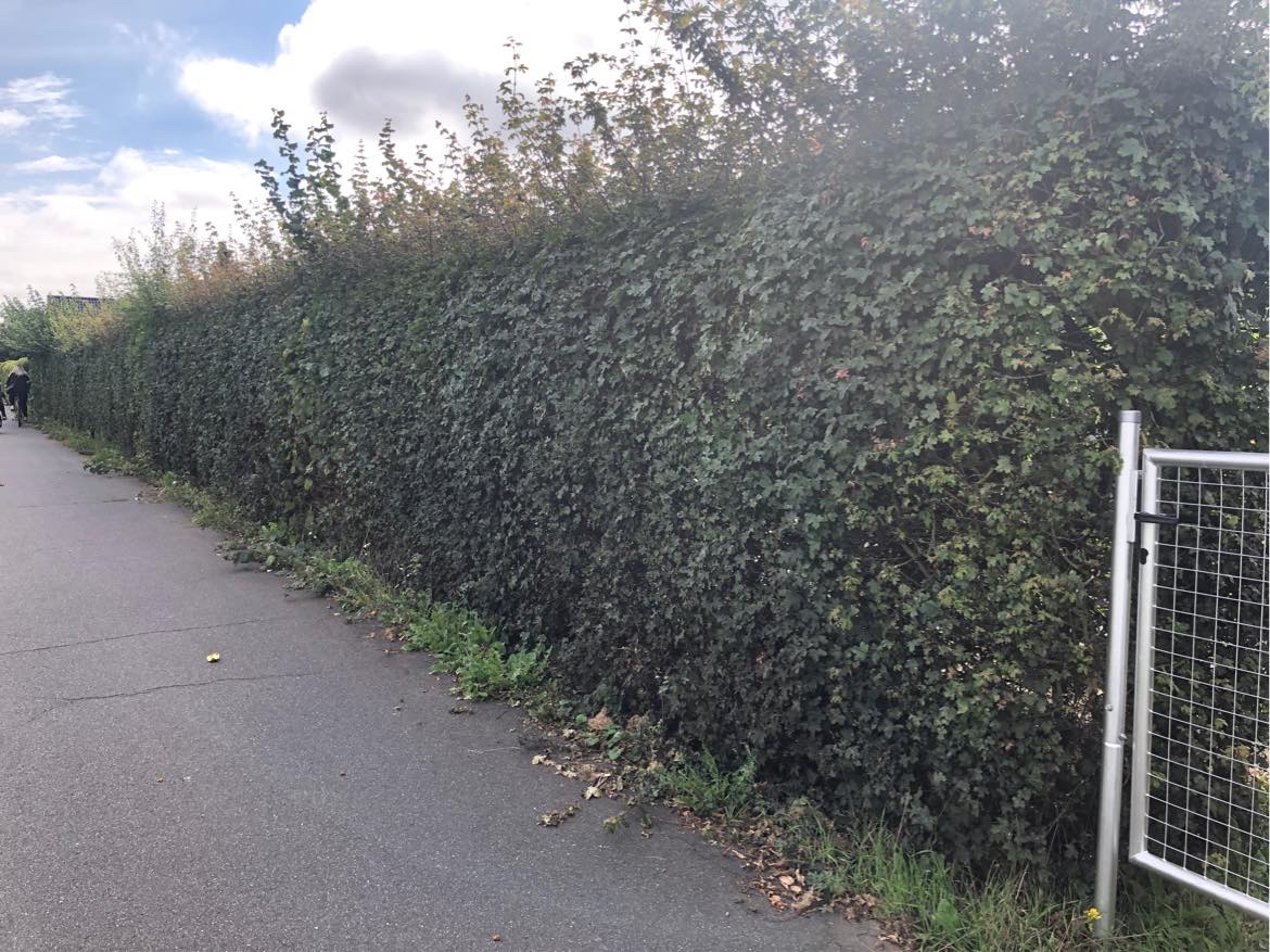 Klippe hæk ned i højden