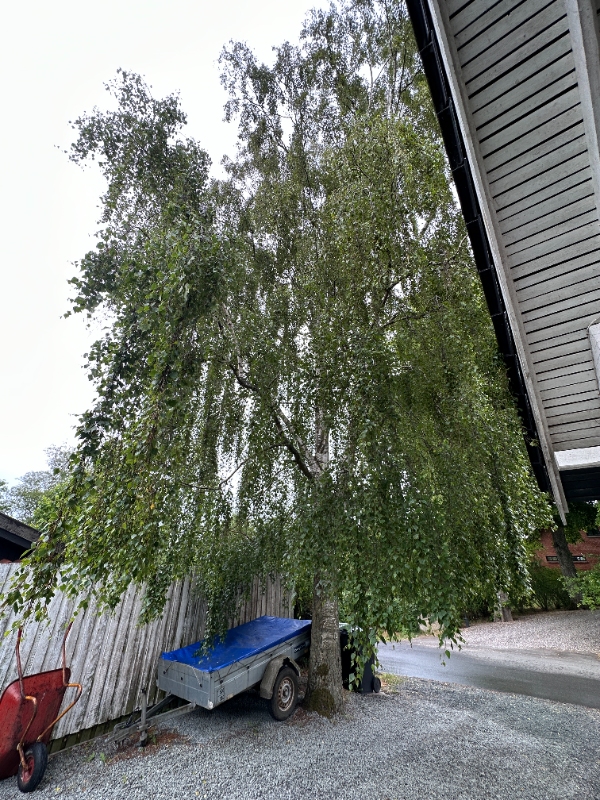 Jeg skal have skåret grene af nogle høje birketræer