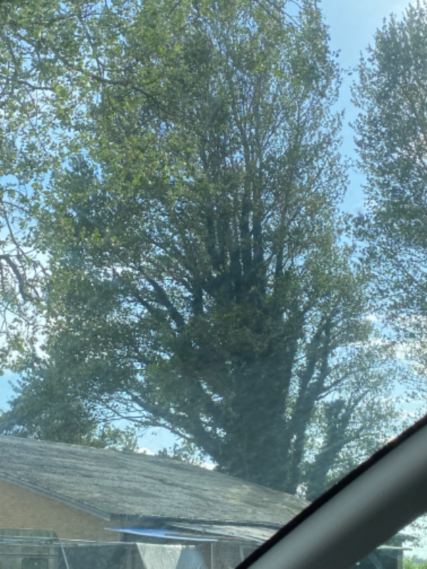 Fældning af 8 træer 30m+