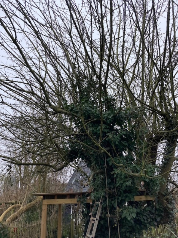 beskæring af gammelt æbletræ