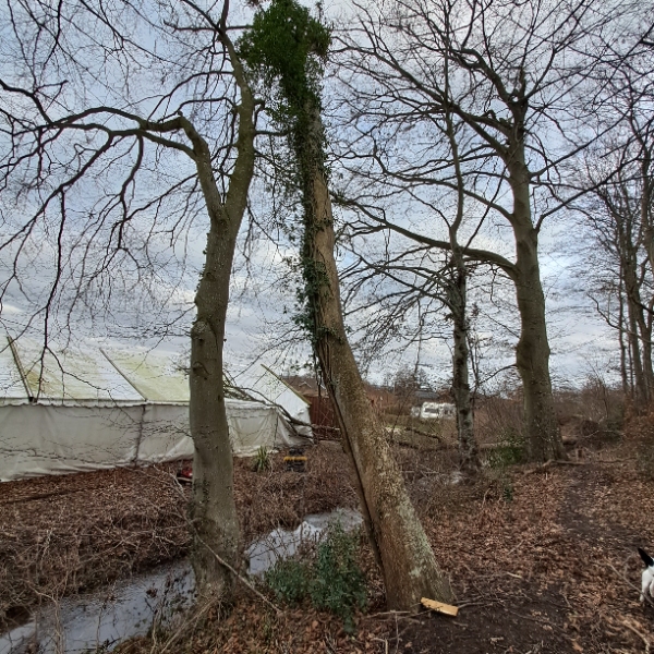 Fældning af træ/træer