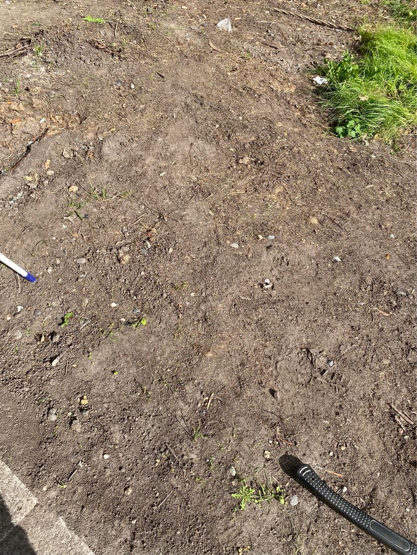 Fælde træ og planere have