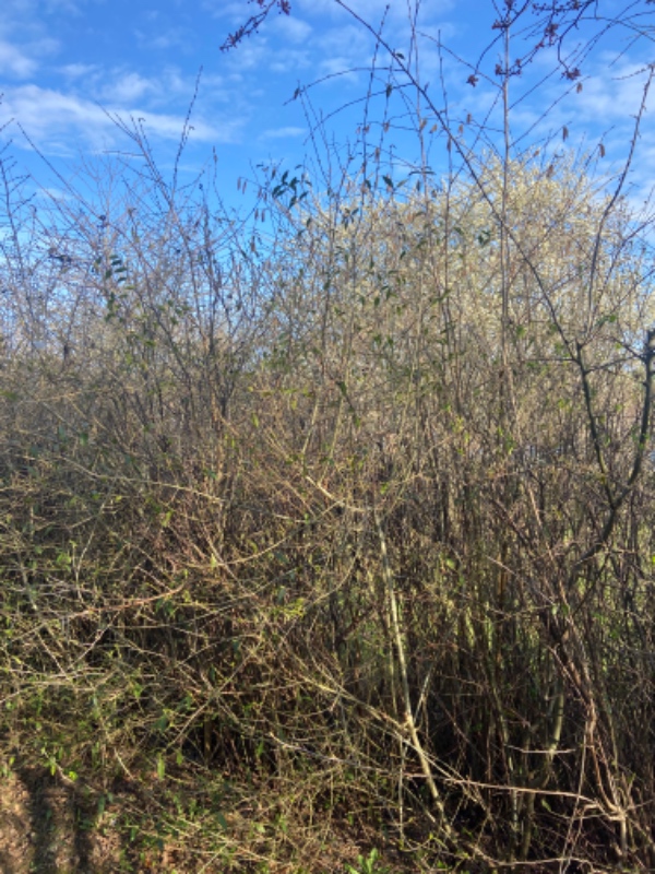 Klippet hæk og fjernet en bunke haveaffald