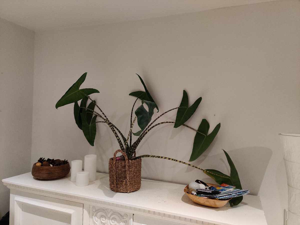 Sætte to hylder op...