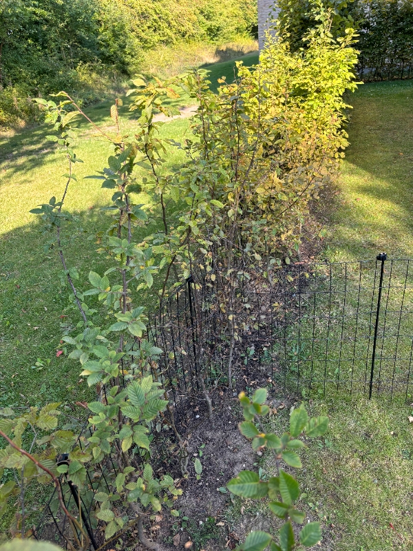 Omplantning af bøgehæk