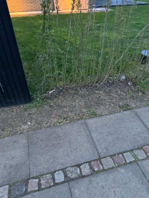 ukrudt i hæk og ude foran