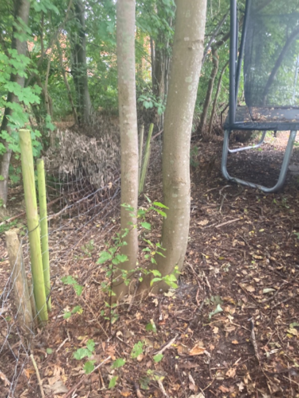 Fjerne buske og 11 små træer