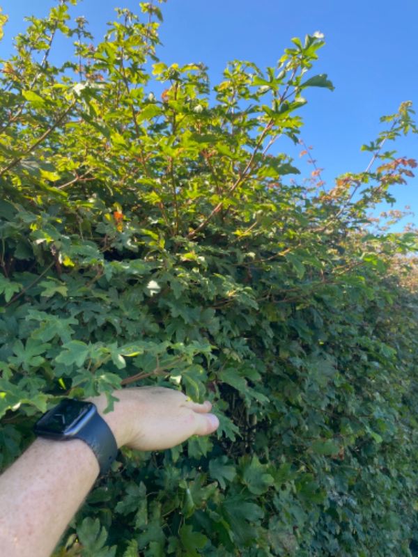 Hæk klippes / beskæres