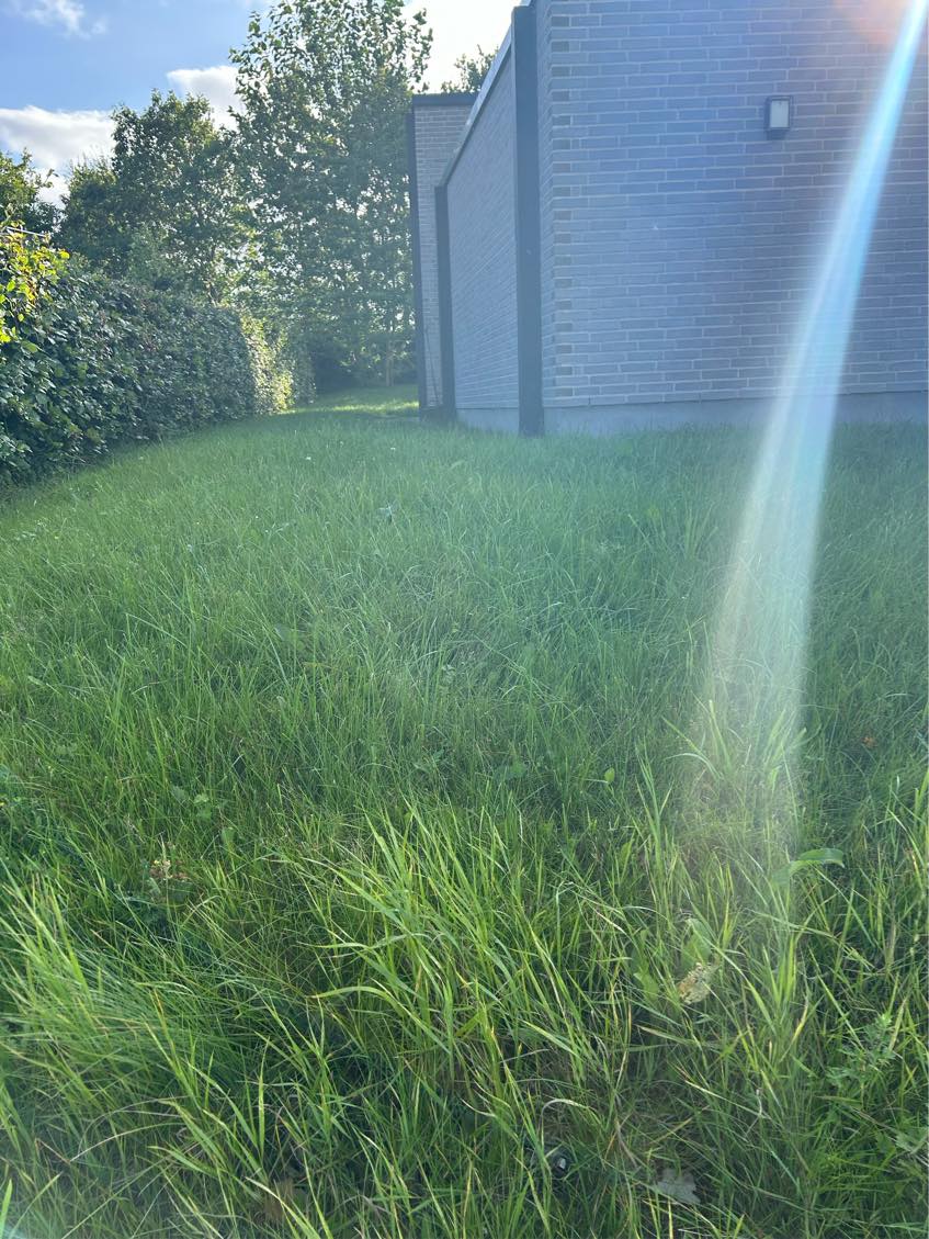 Klipning af hæk + græsslåning